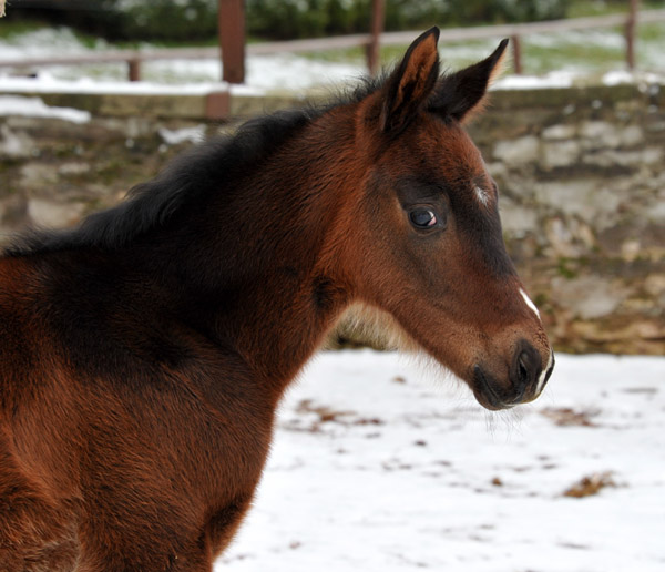 Filly by Grand Corazón out o. Pr.St. Schwalbenfeder by Summertime