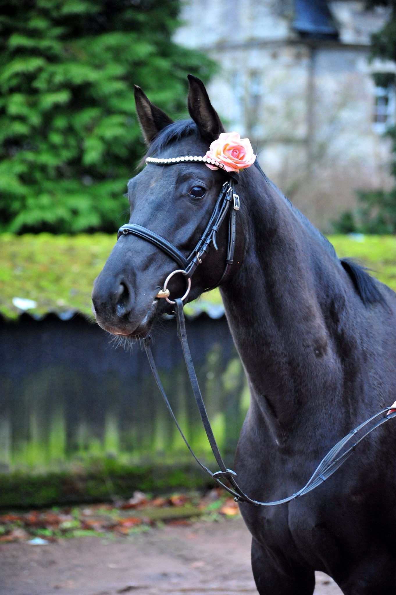 Valentinstag am 14. Februar 2026 in H�melschenburg - Schwalbe's Magic von F�rst Magic x Totila - Foto: Beate Langels