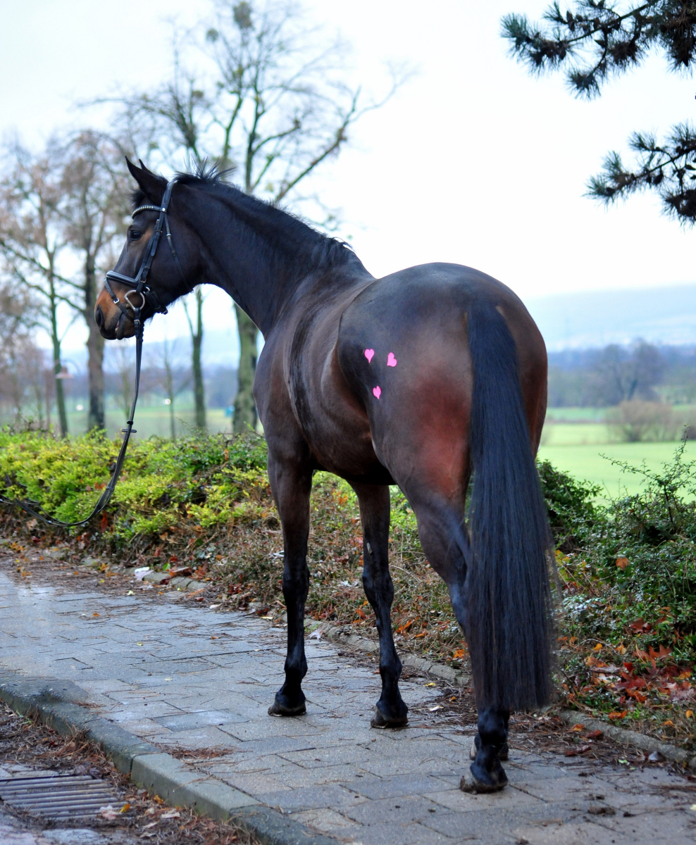 Pr.St. Valentiana v. His Moment x High Motion - Valentinstag am 14. Februar 2026 in H�melschenburg - Foto: Beate Langels