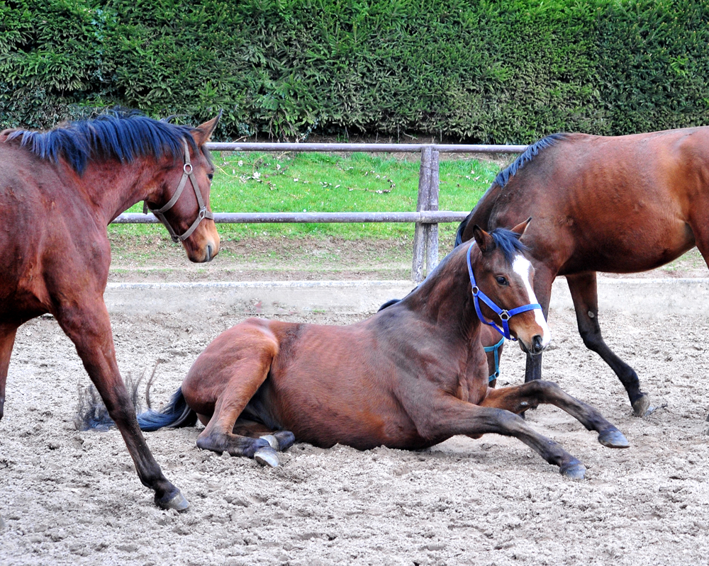13.03.2026 Valendas von Zauberdeyk u.d. Valentine v. High Motion - Trakehner Gest�t H�melschenburg - Foto Beate Langels 