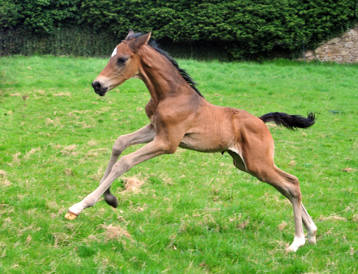 Trakehner Hengstfohlen von Shavalou u.d. Pr.A. Guccia v. Zauberkeyk - High Motion - Alter Fritz  - Gestt Hmelschenburg - Beate Langels