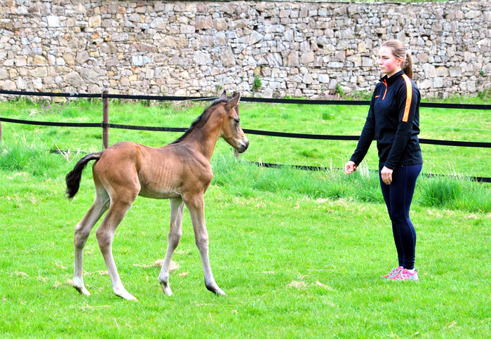 Trakehner Hengstfohlen von Shavalou u.d. Pr.A. Guccia v. Zauberkeyk - High Motion - Alter Fritz  - Gestt Hmelschenburg - Beate Langels