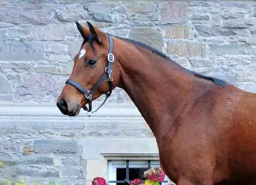 Trakehner Wallach von Integer u.d. Klassic Motion v. High Motion am 13.11.2025 - Trakehner Gestt Hmelschenburg - Foto Beate Langels