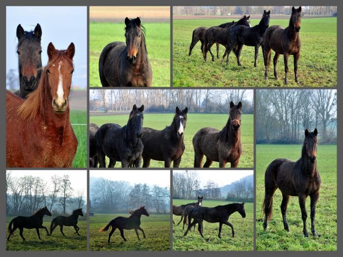 Auf der Hmelschenburger Feldweide - Fotos Beate Langels - Trakehner Gestt Hmelschenburg