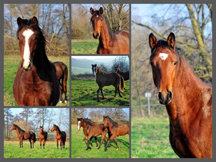 Die Jhrlingshengste - Fotos Beate Langels - Trakehner Gestt Hmelschenburg