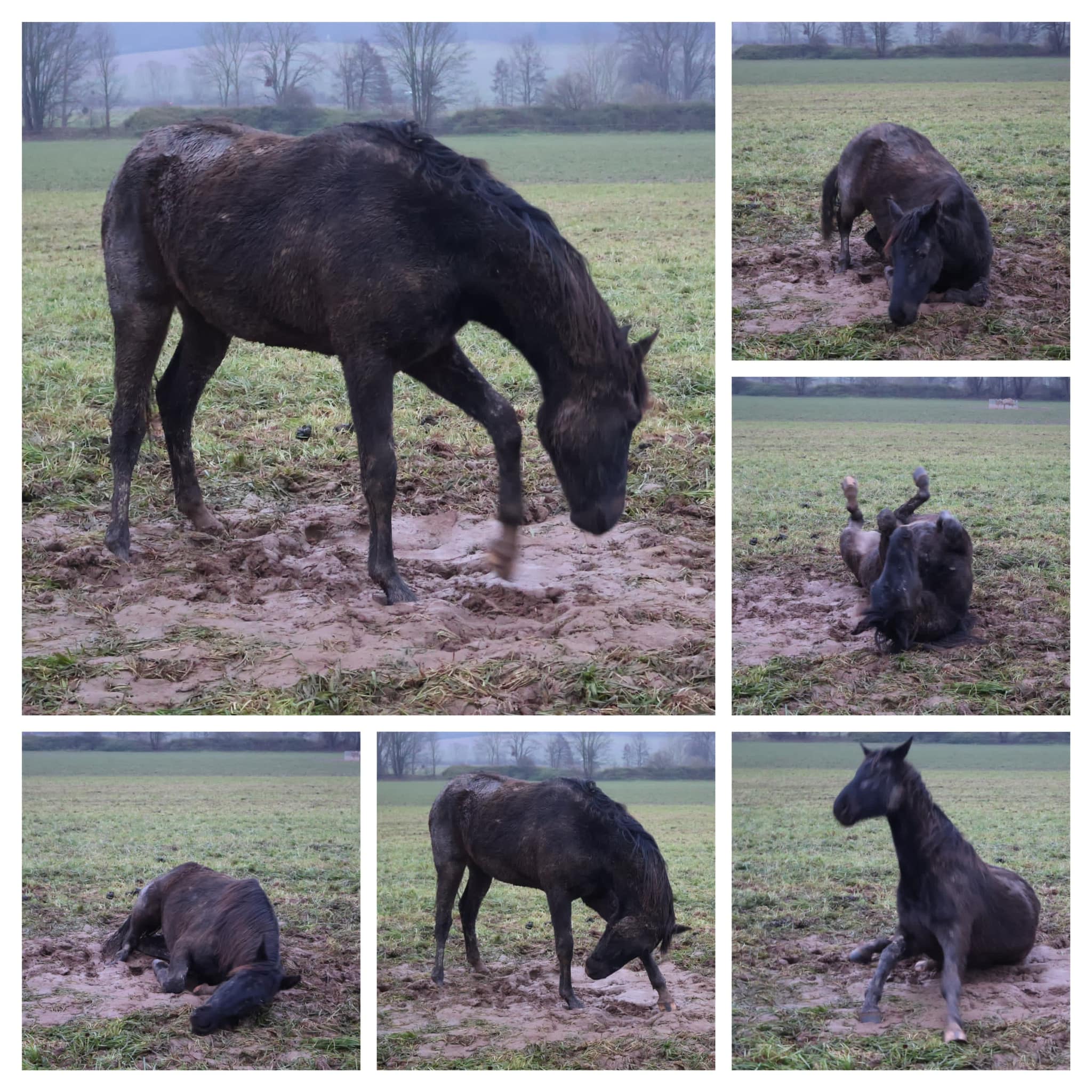 Auf der Hmelschenburger Feldweide - Trakehner Gestt Hmelschenburg - Fotos S. Beyer