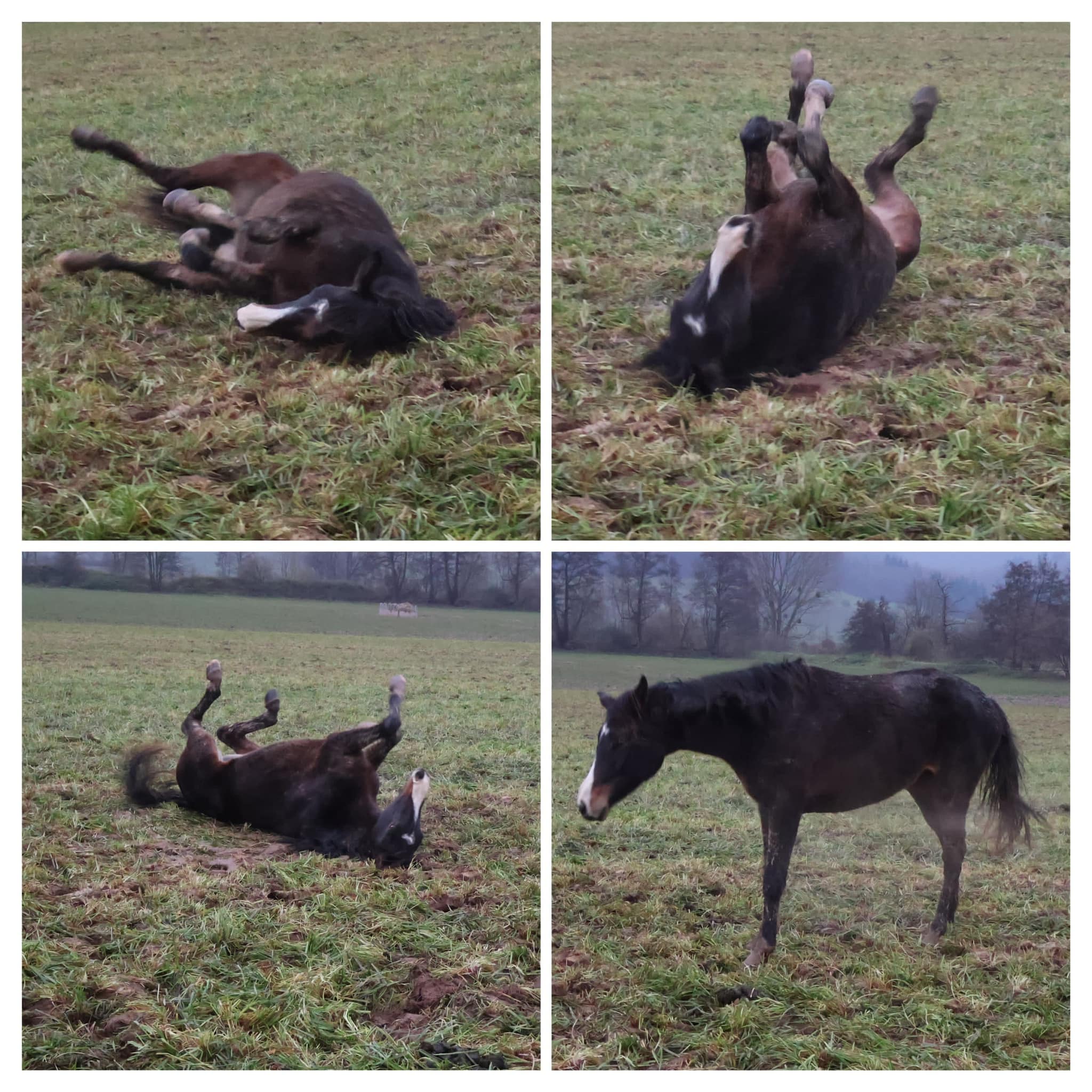 Auf der Hmelschenburger Feldweide - Trakehner Gestt Hmelschenburg - Fotos S. Beyer