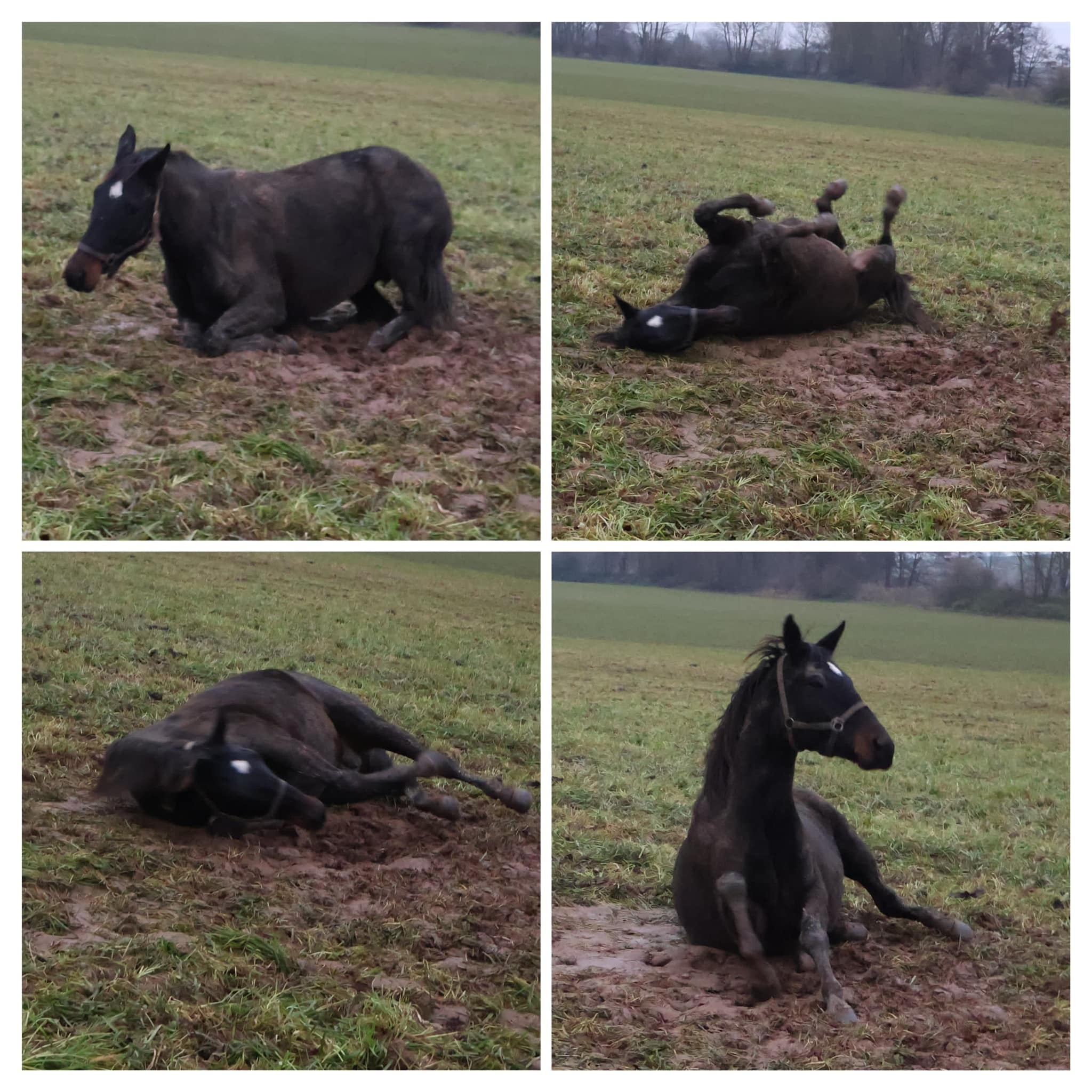 Auf der Hmelschenburger Feldweide - Trakehner Gestt Hmelschenburg - Fotos S. Beyer
