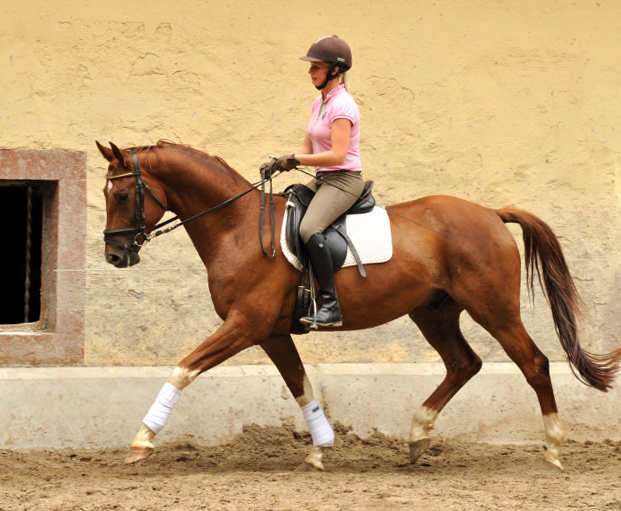  5jhriger Wallach von Fidertanz - Foto: Beate Langels