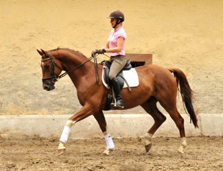  5jhriger Wallach von Fidertanz - Foto: Beate Langels