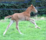 Trakehner Stutfohlen von His Moment u.d. Pr.u. StPrSt. Tacyra
v. Saint Cyr - Gestt Hmelschenburg - Beate Langels