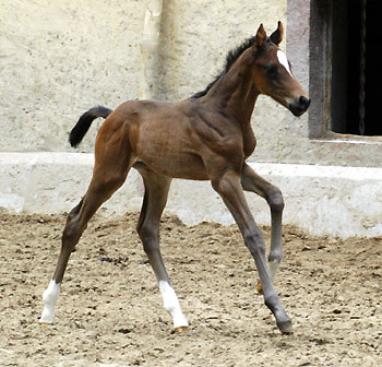 Trakehner colt by Ibisco xx out of Thirica by Enrico Caruso