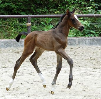 Trakehner colt by Ibisco xx out of Thirica by Enrico Caruso