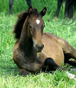Colt by Meraldik out of Schwalbenflair by Exclusiv
