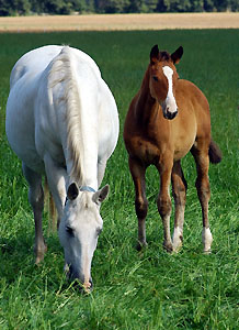Elite mare Thirza by Karon - with her colt by Axis