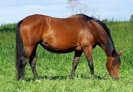 Pr.St. Kalmar by Exclusiv out of Pr.St. Kleo's Double by Kostolany