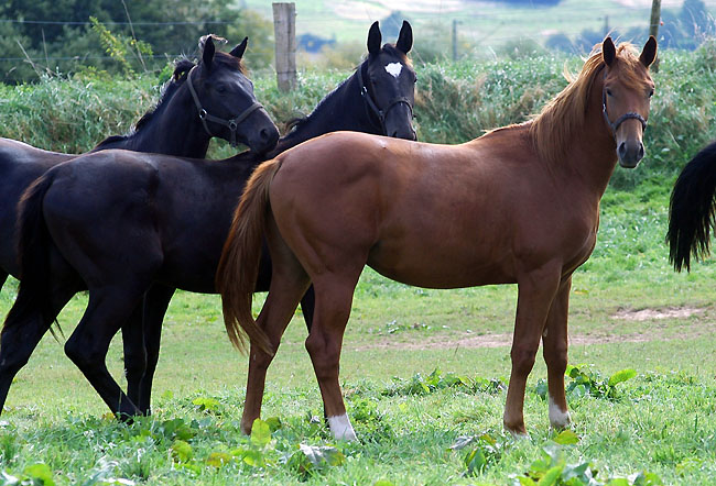 Our yearling colts