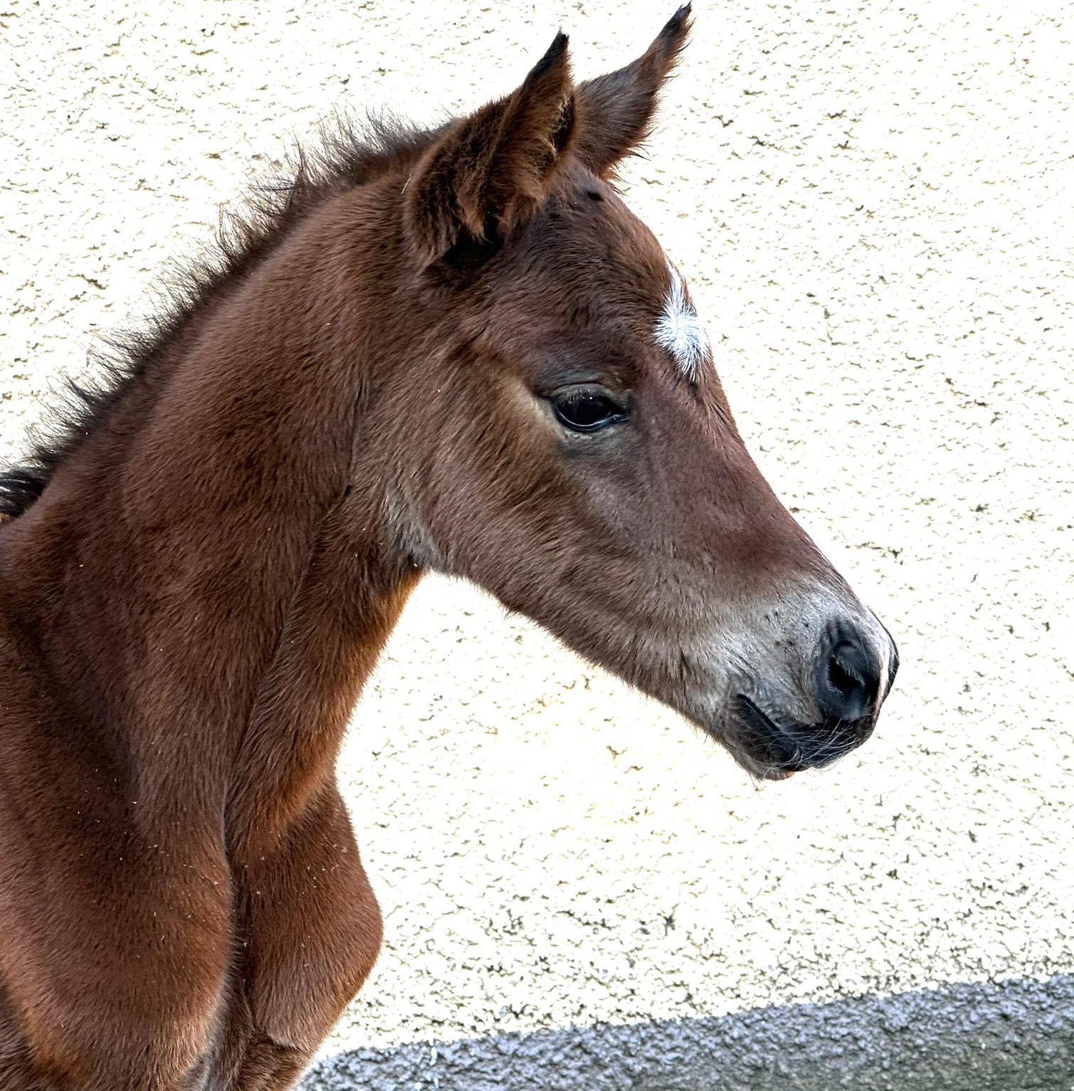 Hengstfohlen von Gl�cksruf u.d. Pr.St. Schwalbe's Beauty v. High Motion - Foto: Beate Langels