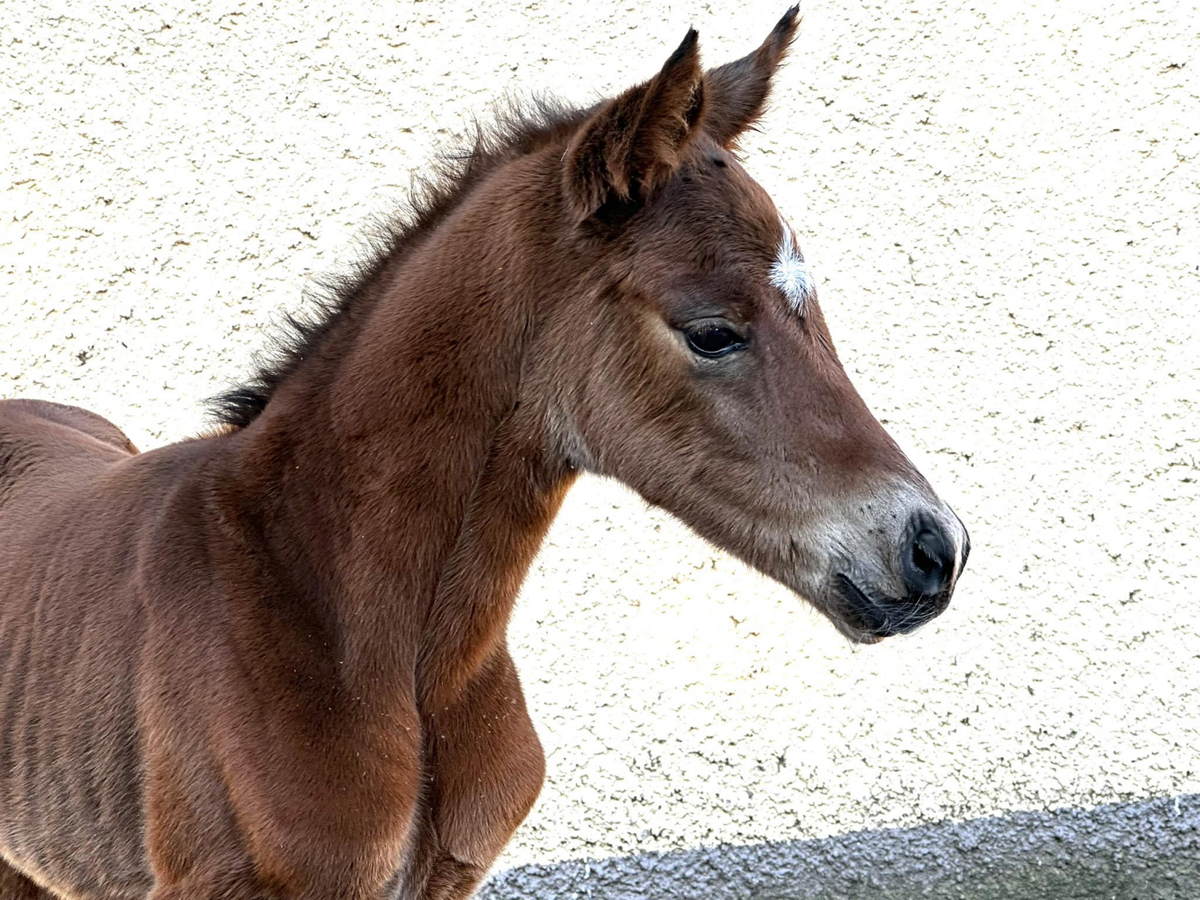 Trakehner Colt by Gl�cksruf - Trakehner Gest�t H�melschenburg - 
Foto: Beate Langels