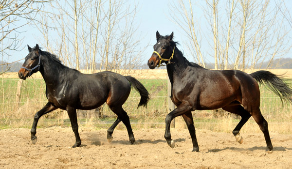 left: two year old Colt by  Summertime out of Beloved by Kostolany, right: Colt by Songline x Kostolany  - Foto: Beate Langels - Trakehner Gestüt Hämelschenburg