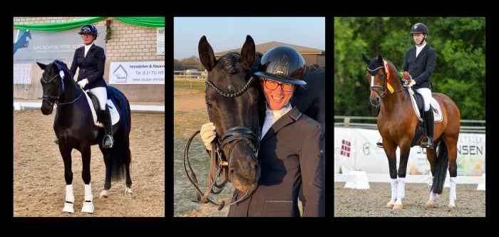 Karenio und Rockingham v. Saint Cyr - Trakehner Gestt Hmelschenburg