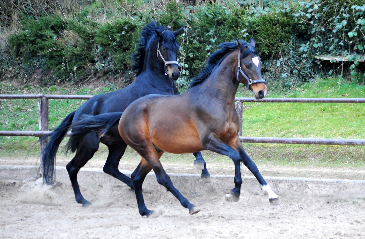 Gentle Motion v. High Motion 4jhrig - Fotos Beate Langels