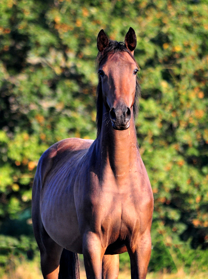 Trakehner Stutfohlen Gabbalina v. Zauberdeyk x High Motion - Gestt Hmelschenburg - Beate Langels