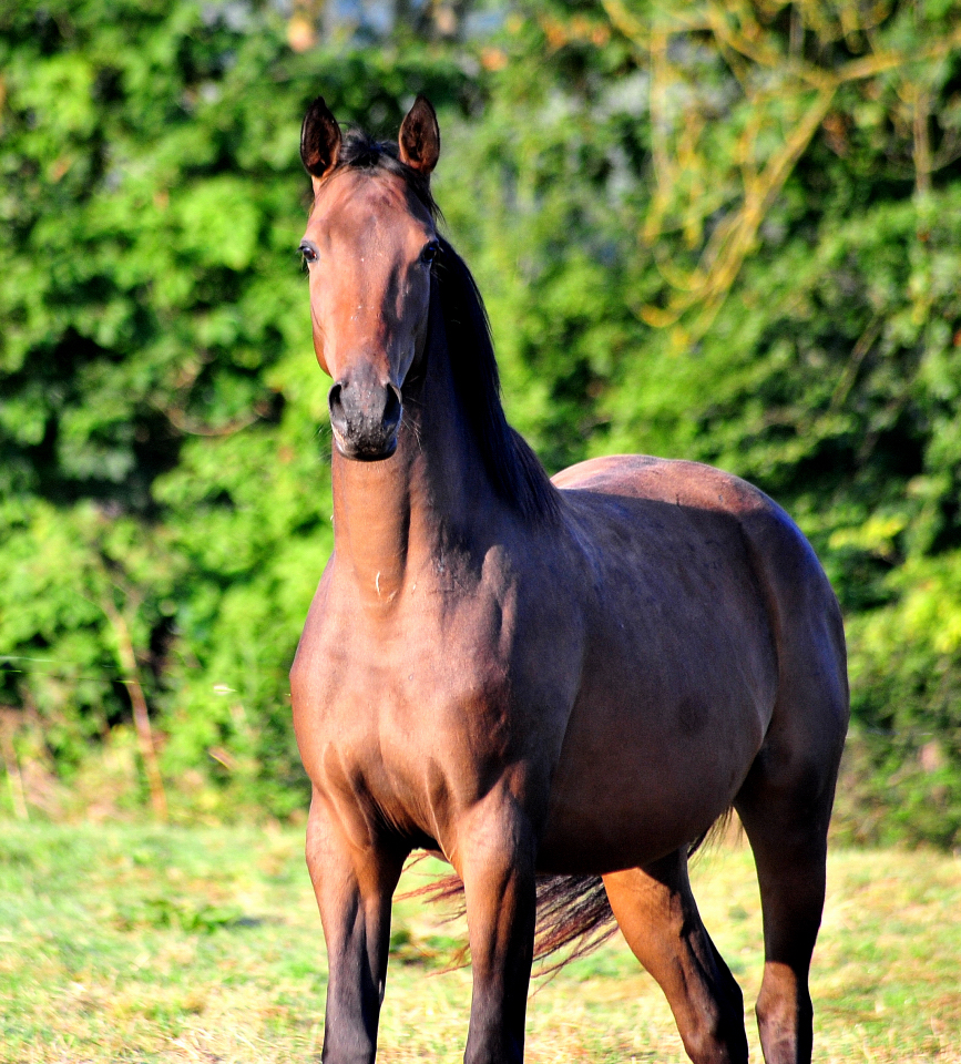 Gabbalina - Trakehner Stute von Zauberdeyk u.d. Pr.St. Gabbana v. High Motion - Alter Fritz  - Gestt Hmelschenburg - Beate Langels