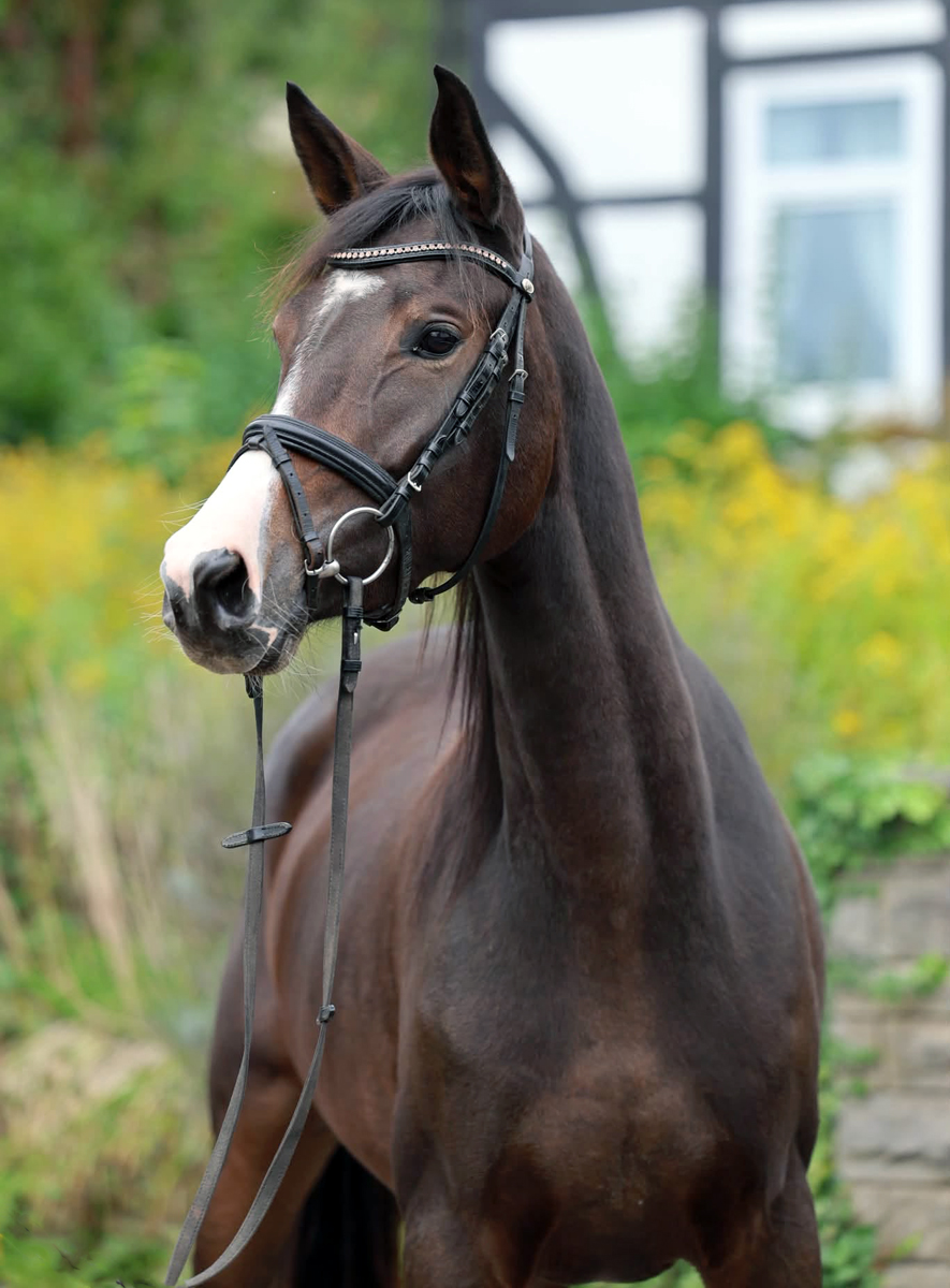 Trakehner Stute  Giavedia (dreijährig) - Trakehner Gestüt Hämelschenburg - Foto Beate Langels
