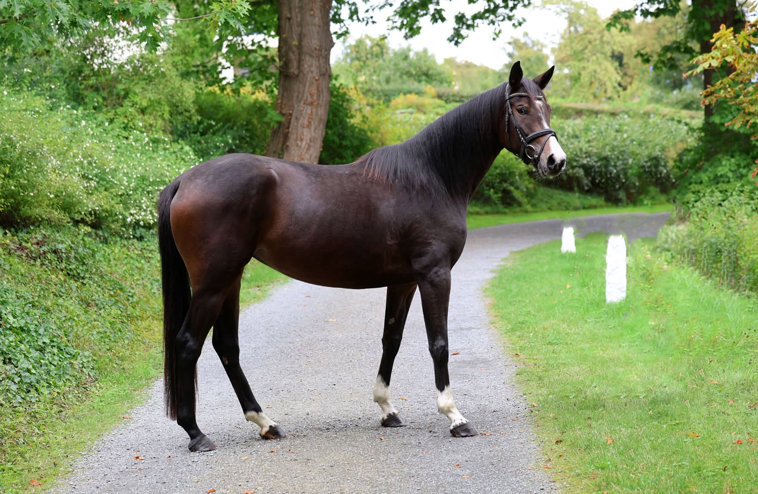 Trakehner Stute  Giavedia (dreijährig) - Trakehner Gestüt Hämelschenburg - Foto Beate Langels