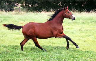 Colt by Freudenfest out of Pr.St. Tavolara by Exclusiv