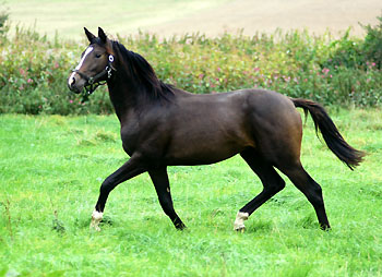 Colt by Kostolany out of Elitemare Schwalbenspiel by. Exclusiv