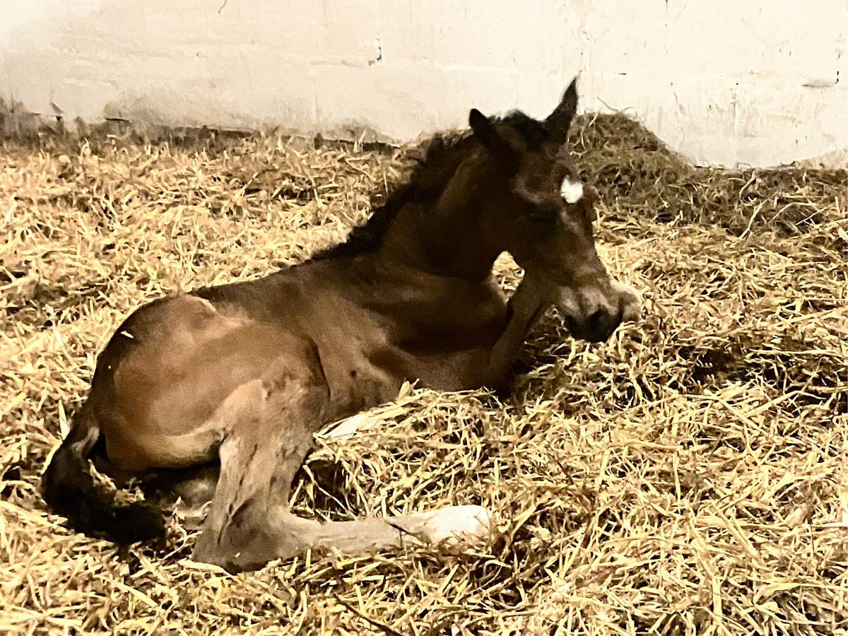Trakehner Hengstfohlen von Glcksruf u.d. Pr.St. Gabbana v. High Motion - Alter Fritz  - Gestt Hmelschenburg - Beate Langels