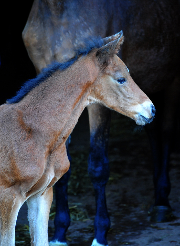 Trakehner Stutfohlen von High Motion u.d. Schwalbenlicht v. Imperio - Trakehner Gest�t H�melschenburg - Beate Langels