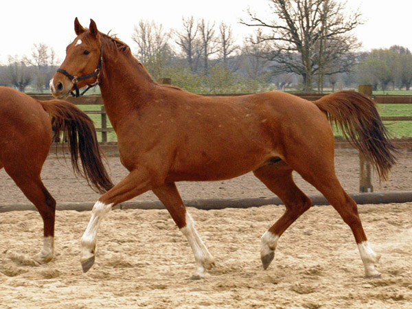  3jhriger Wallach von Fidertanz - Foto: Richard Langels - Gestt Schplitz