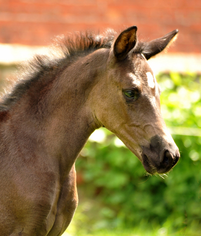 Esm - Trakehner Stutfohlen von Saint Cyr u.d. Emilie v. All Inclusive - Foto: Beate Langels