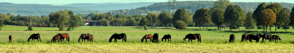 Trakehner Stuten und Fohlen auf der Feldweide, Foto: Beate Langels, Trakehner Gestüt Hämelschenburg