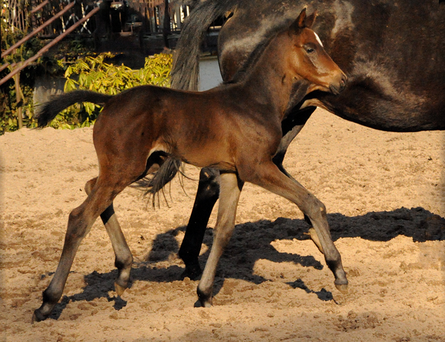 Trakehner Filly by High Motion out of ESt. Vicenza by Showmaster - Foto Beate Langels - Gestüt Schäplitz