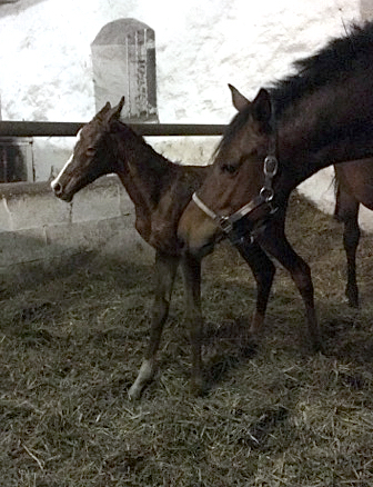 Chesnut Filly by Alter Fritz out of Giulietta by Saint Cyr - Red Patrick xx