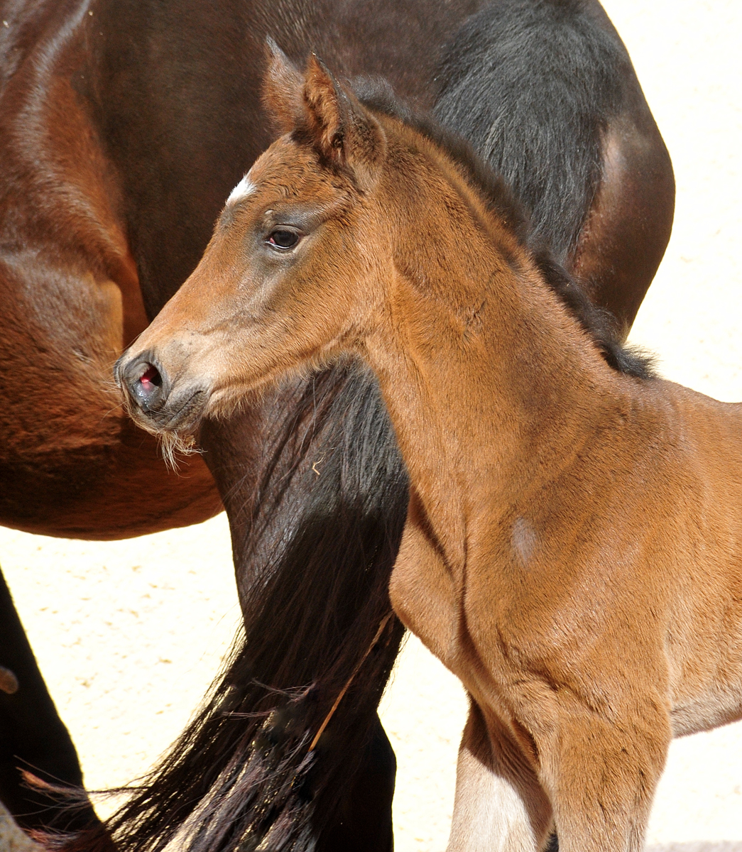 Trakehner Hengstfohlen von Glcksruf u.d. Pr.St. Gabbana v. High Motion - Alter Fritz  - Gestt Hmelschenburg - Beate Langels