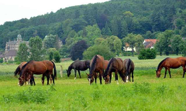 Stuten und Fohlen in den Emmerauen  - Trakehner Gestüt Hämelschenburg