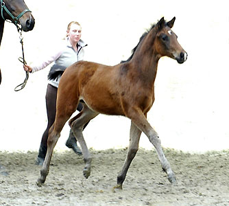 Oldenburger Filly by Freudenfest out of Beloved by Kostolany - march 2009