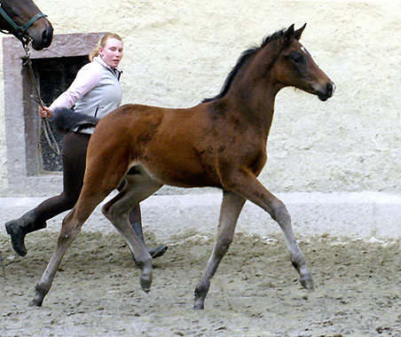 Oldenburger Filly by Freudenfest out of Beloved by Kostolany