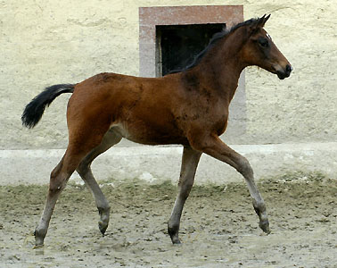 Oldenburger Filly by Freudenfest out of Beloved by Kostolany - march 2009