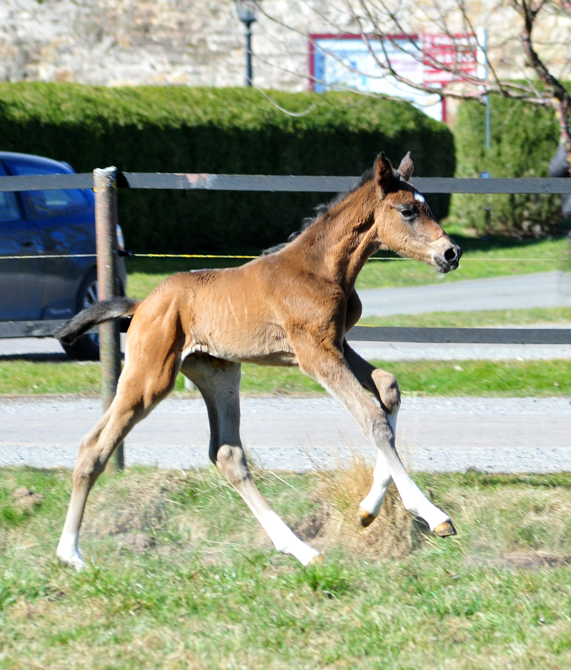 1 Tag alt: Trakehner Hengstfohlen von Glcksruf u.d. Pr.St. Gabbana v. High Motion - Alter Fritz  - Gestt Hmelschenburg - Beate Langels
