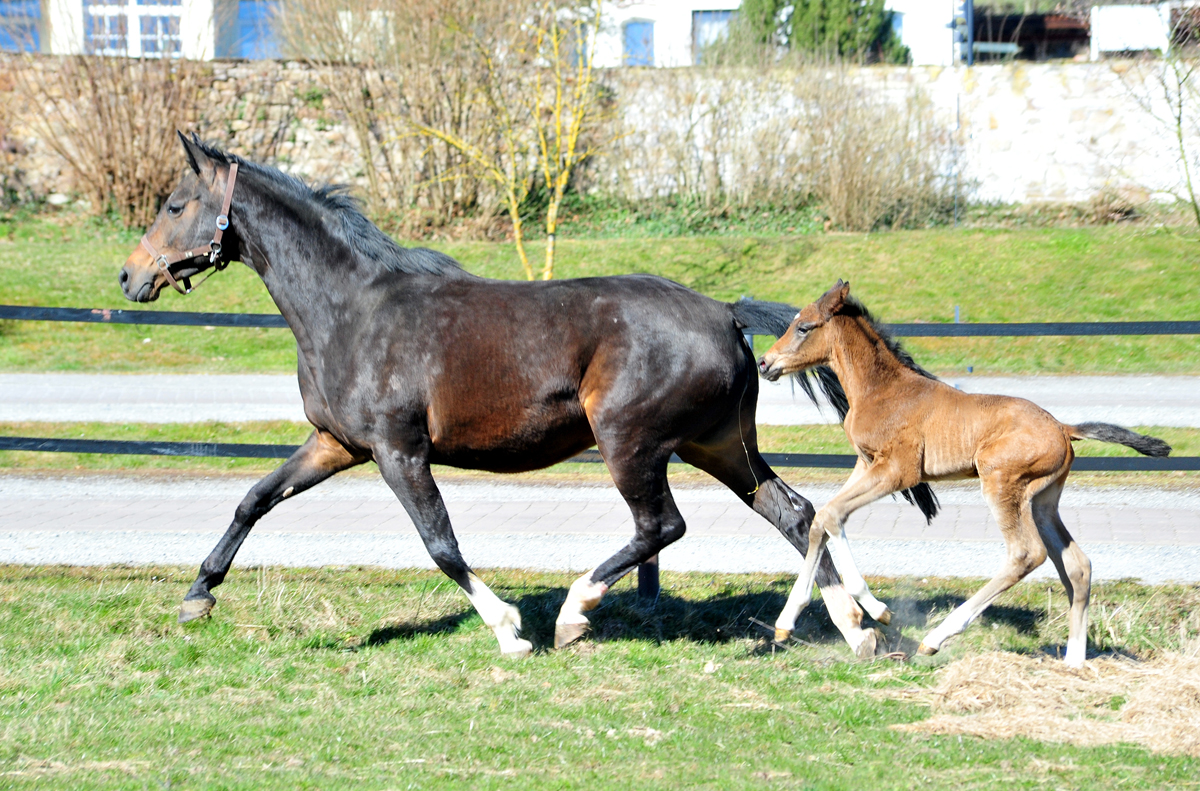 1 Tag alt: Trakehner Hengstfohlen von Glcksruf u.d. Pr.St. Gabbana v. High Motion - Alter Fritz  - Gestt Hmelschenburg - Beate Langels