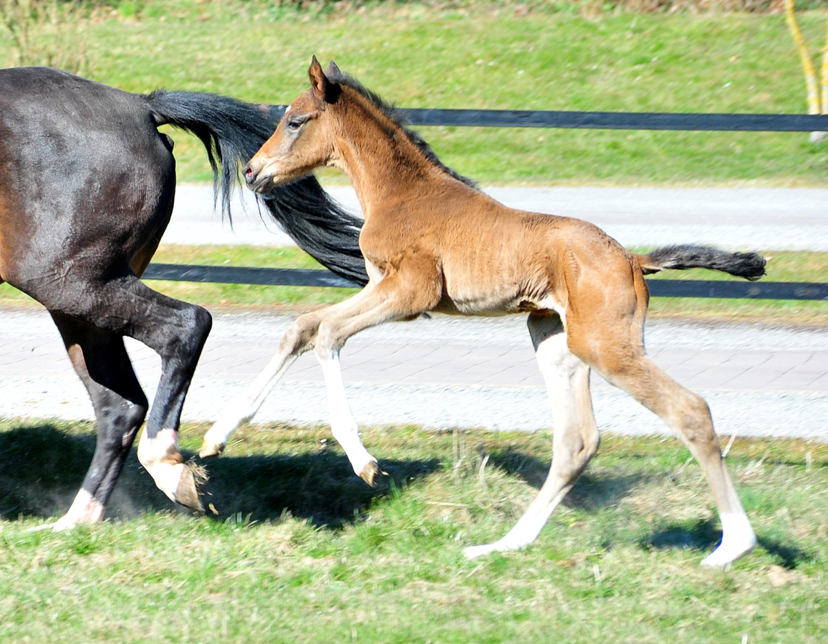 1 Tag alt: Trakehner Hengstfohlen von Glcksruf u.d. Pr.St. Gabbana v. High Motion - Alter Fritz  - Gestt Hmelschenburg - Beate Langels