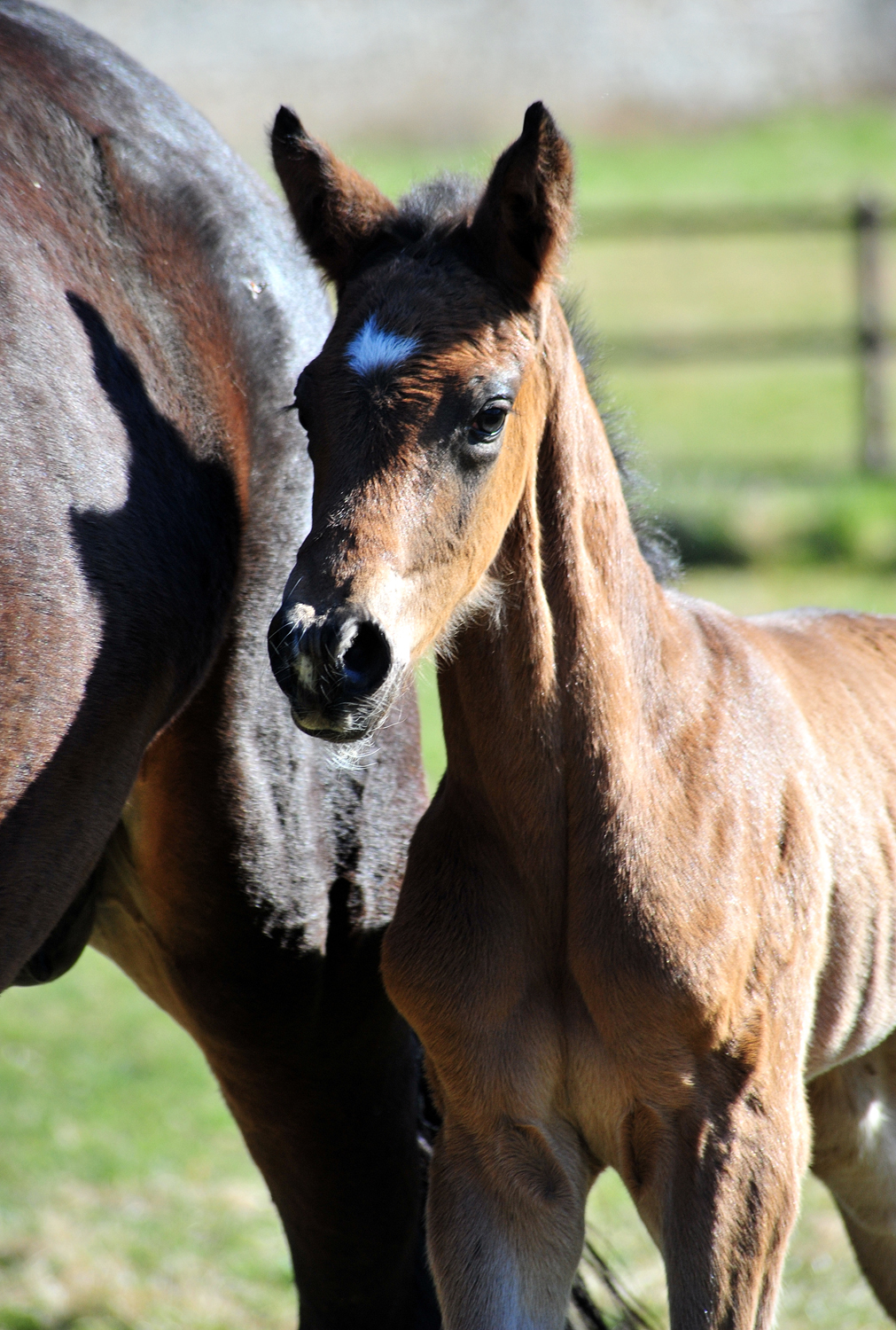 1 Tag alt: Trakehner Hengstfohlen von Glcksruf u.d. Pr.St. Gabbana v. High Motion - Alter Fritz  - Gestt Hmelschenburg - Beate Langels