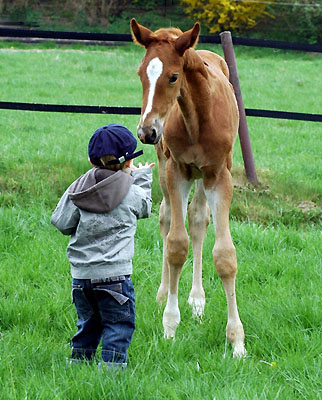 Jasper and the young colt by Freudenfest out of Kalmar  - Trakehner Gestüt Hämelschenburg - Foto: Beate Langels