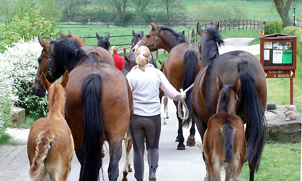  Our mares and foals on the way to the fields - Trakehner Gestüt Hämelschenburg - picture: Beate Langels
